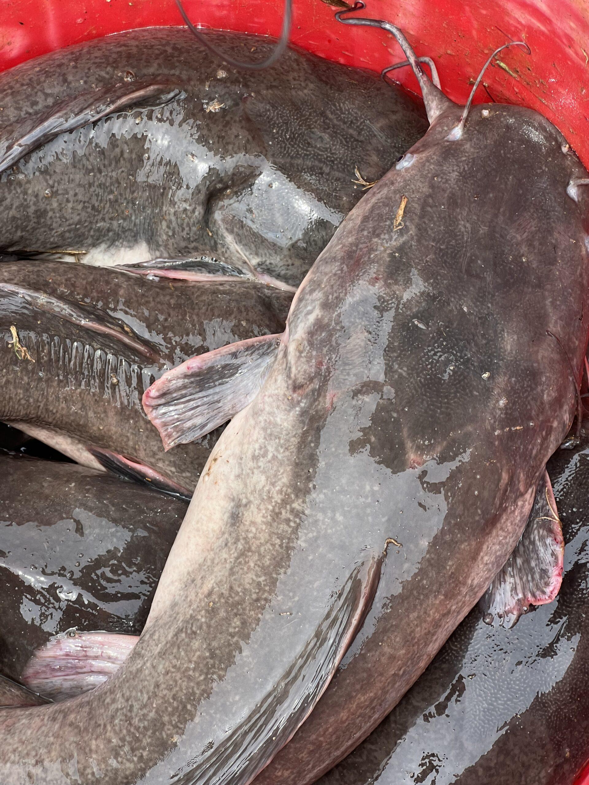 catfish farming business plan in nigeria